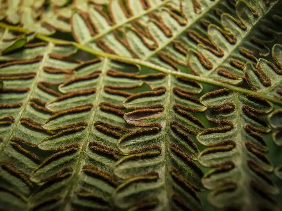 The ribbed underside of a bracken frond, its leaflets set in a close herringbone