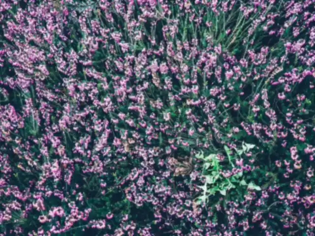 Pink and mauve heather in flower seen from above, thick as a carpet