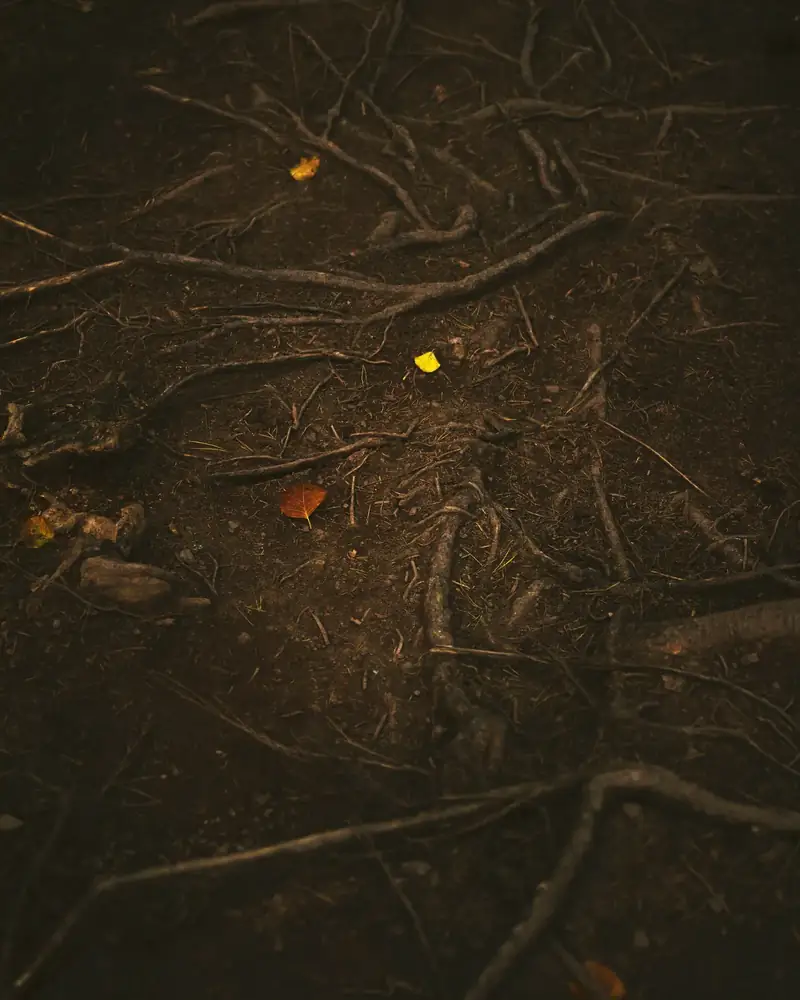 Dark forest floor threaded with roots, almost black, with a single yellow leaf