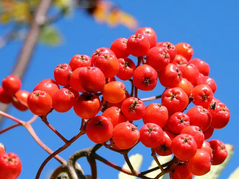 A cluster of bright red rowan berries against a blue sky