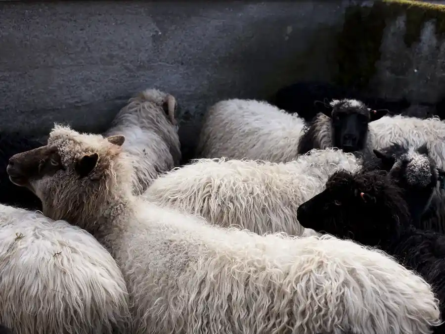 A huddle of woolly sheep, cream and dark brown fleeces packed close together