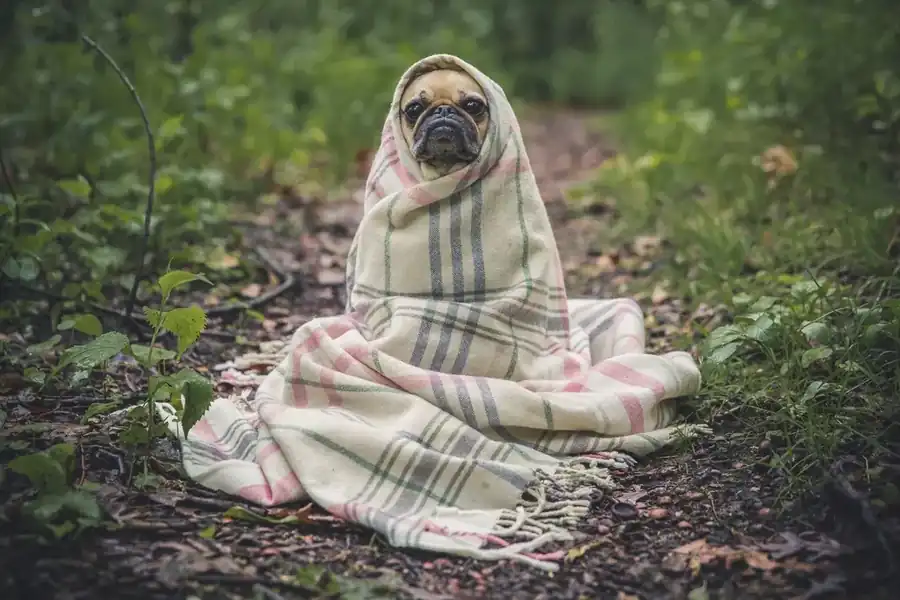 A small dog sitting on a woodland path wrapped up in a cream and grey check throw